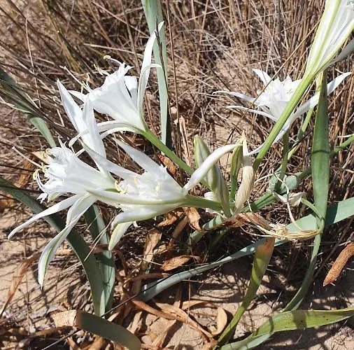 Smokini Созопол